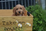 Cockapoo (teef) 72991