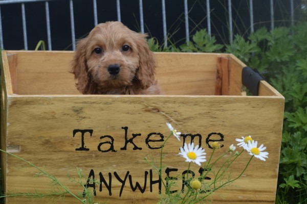 Cockapoo (teef) 72991
