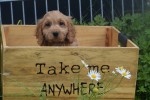 Cockapoo (teef) 72991