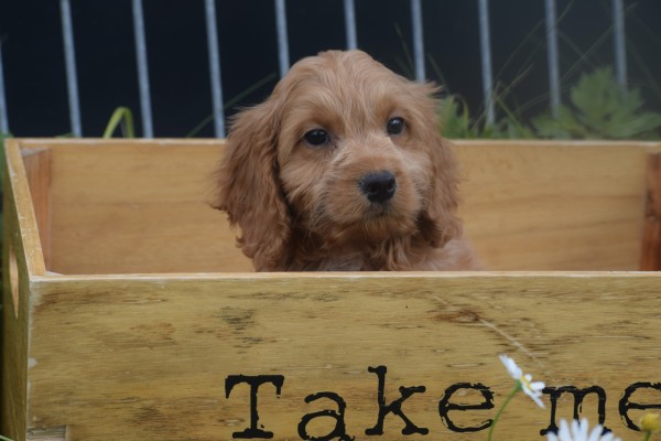 Cockapoo (teef) 72991