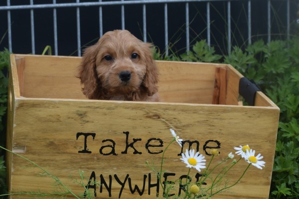 Cockapoo (teef) 72991
