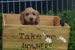 Cockapoo (teef) 72991