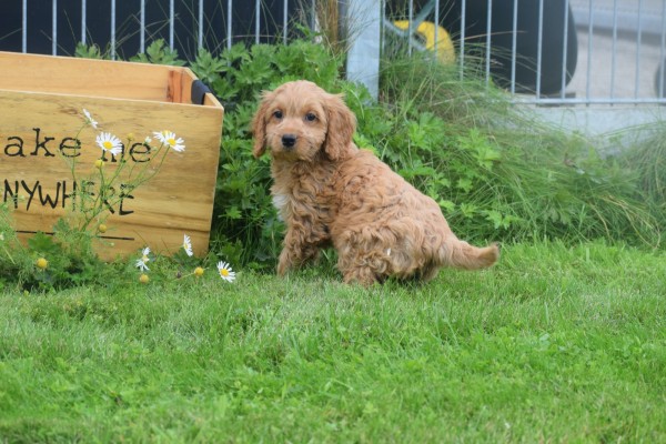 Cockapoo (teef) 72991