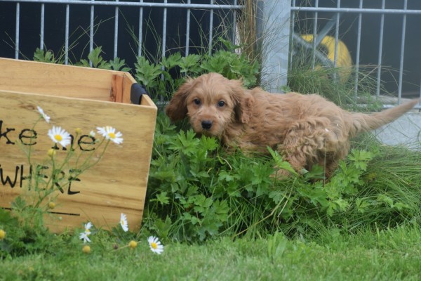 Cockapoo (teef) 72991