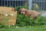 Cockapoo (teef) 72991