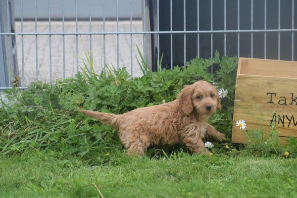 Cockapoo (teef) 72991