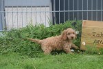 Cockapoo (teef) 72991