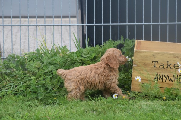 Cockapoo (teef) 72991