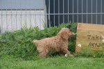 Cockapoo (teef) 72991