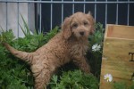 Cockapoo (teef) 72991