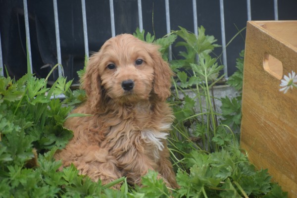 Cockapoo (teef) 72991