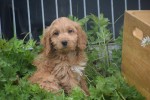 Cockapoo (teef) 72991