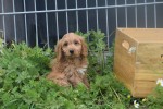 Cockapoo (teef) 72991