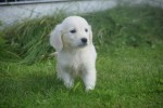 Retriever Golden (reu) 70581