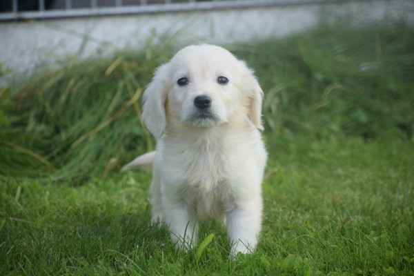 Retriever Golden (reu) 70581