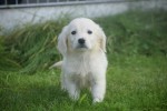 Retriever Golden (reu) 70581