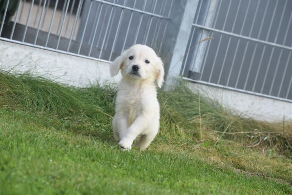 Retriever Golden (reu) 70581