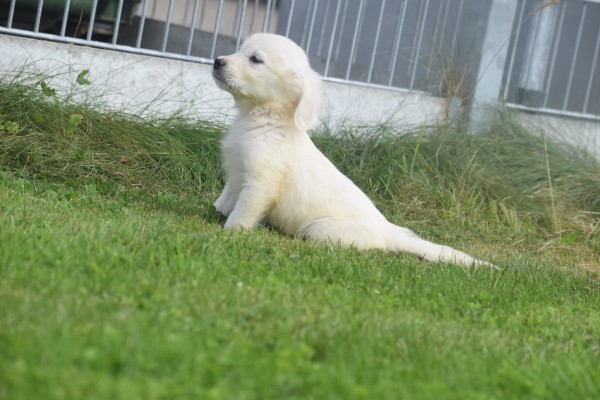 Retriever Golden (reu) 70581