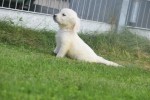 Retriever Golden (reu) 70581