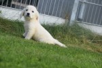 Retriever Golden (reu) 70581