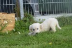 Retriever Golden (reu) 70581
