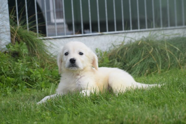 Retriever Golden (reu) 70581