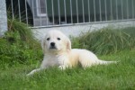 Retriever Golden (reu) 70581