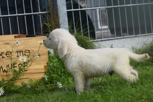 Retriever Golden (reu) 70581