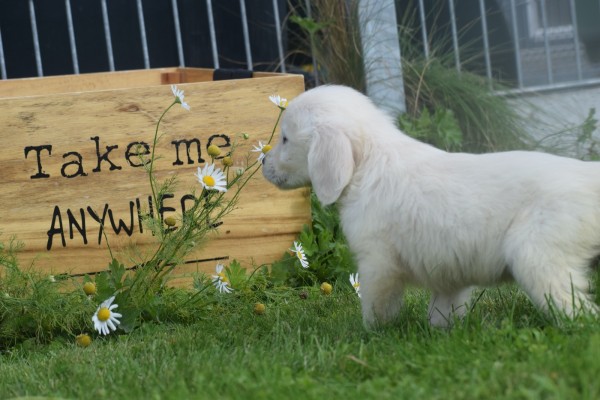 Retriever Golden (reu) 70581