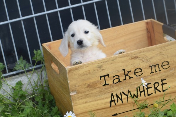 Retriever Golden (reu) 70581