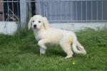 Retriever Golden (teef) 69645