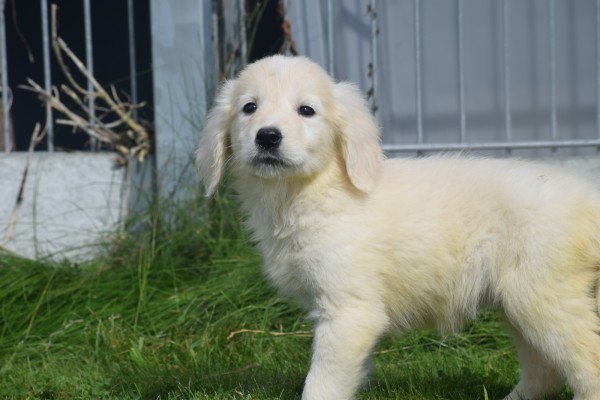 Retriever Golden (teef) 69645