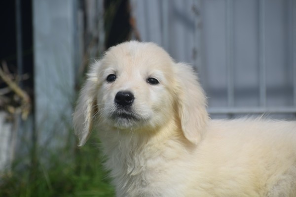 Retriever Golden (teef) 69645