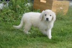 Retriever Golden (teef) 69645