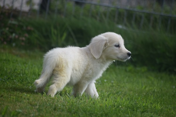 Retriever Golden (teef) 69645