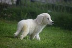 Retriever Golden (teef) 69645