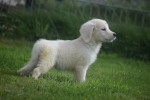 Retriever Golden (teef) 69645