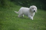 Retriever Golden (teef) 69645