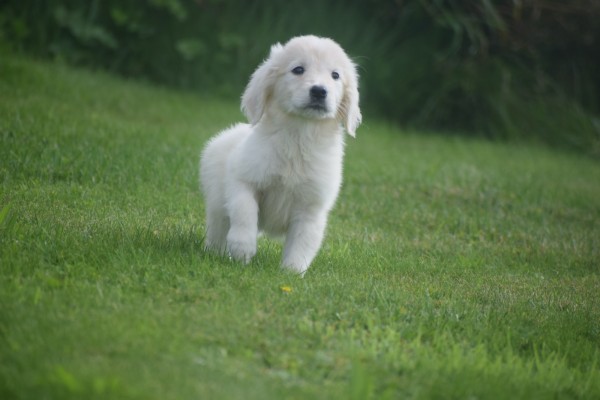 Retriever Golden (teef) 69645