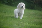 Retriever Golden (teef) 69645
