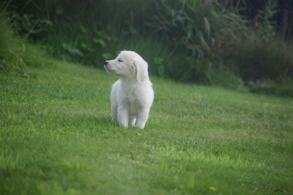 Retriever Golden (teef) 69645