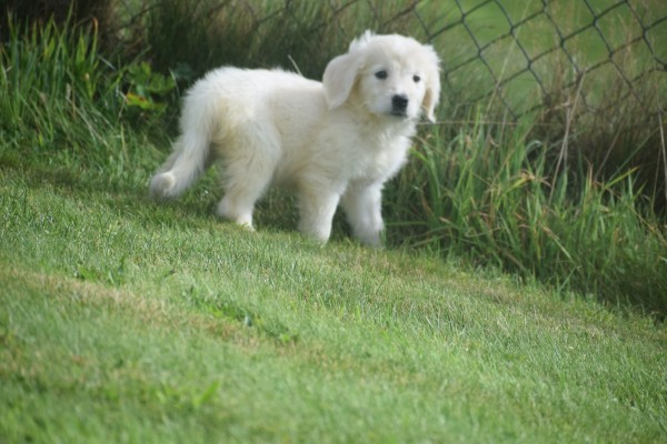 Retriever Golden (teef) 69645
