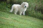 Retriever Golden (teef) 69645