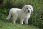 Retriever Golden (teef) 69645