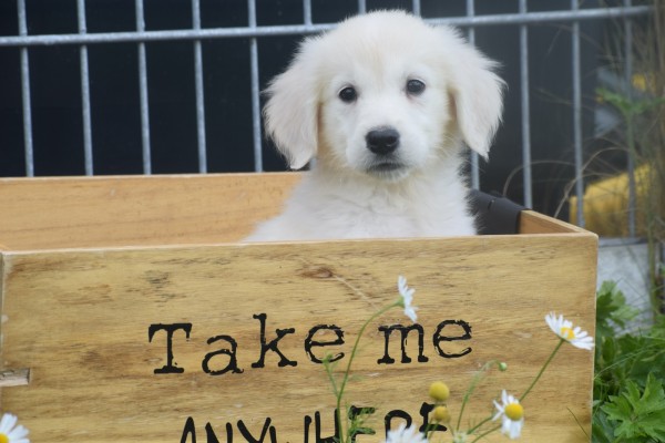 Retriever Golden (teef) 78577