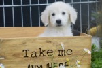 Retriever Golden (teef) 78577