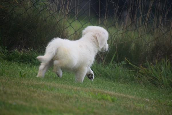 Retriever Golden (teef) 78577