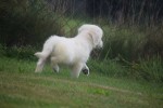 Retriever Golden (teef) 78577
