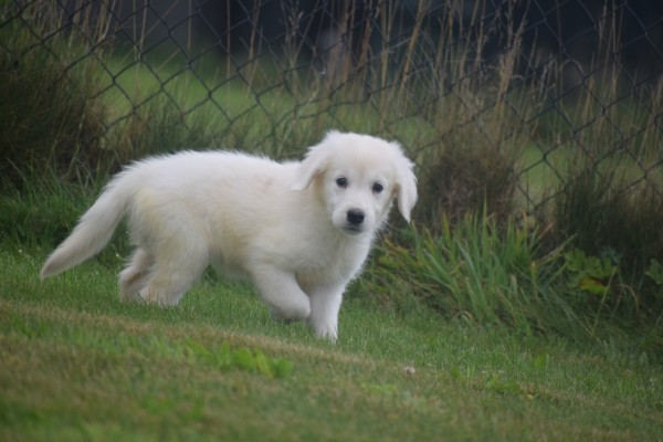 Retriever Golden (teef) 78577