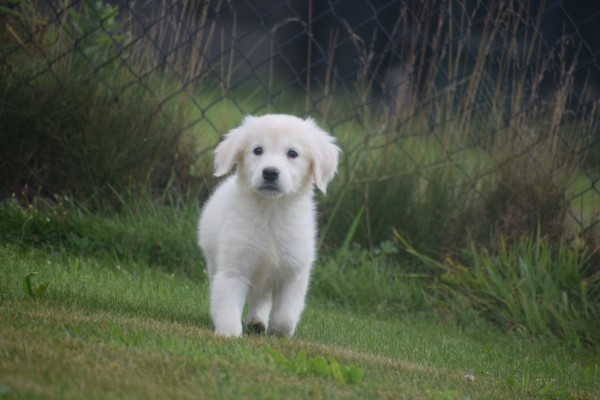 Retriever Golden (teef) 78577